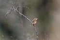 Cistussanger.20120416_9115