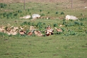 Gåsegrib.20120415_8966