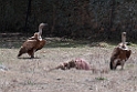 Gåsegrib.20120415_9084