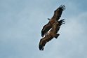 Gåsegrib.20120417_9282