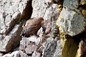 Gåsegrib.20120417_9291