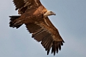 Gåsegrib.20120417_9298