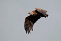 Gåsegrib.20120419_9357