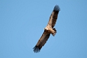 Gåsegrib.20120422_9793