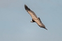 Gåsegrib.20120422_9819