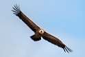 Gåsegrib.20120422_9829
