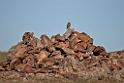 Kirkeugle.20120416_9109