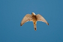 Lille Tårnfalk.20120416_9238