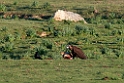 Munkegrib.20120415_8936