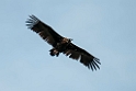 Munkegrib.20120417_9278