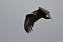 Munkegrib.20120419_9362