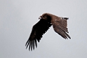 Munkegrib.20120419_9364