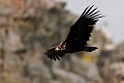 Munkegrib.20120419_9366