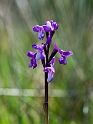 Orchis champagneuxii.20120415_9024