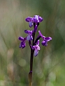 Orchis champagneuxii.20120415_9032