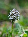 Orchis conica.20120415_9012