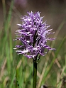 Orchis italica.20120415_8987
