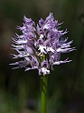 Orchis italica.20120415_8989