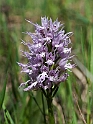 Orchis italica.20120415_8992