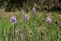 Orchis italica.20120415_8995
