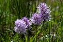 Orchis italica.20120415_9018