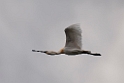 Skestork.20120415_9074