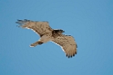 Slangeørn.20120416_9219