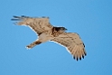 Slangeørn.20120416_9221