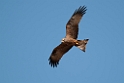 Sort glente.20120416_9248