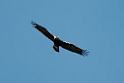 Spansk ørn.20120419_9396