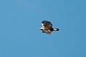 Spansk ørn.20120419_9403