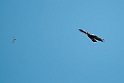 Spansk ørn.20120419_9405