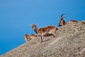 Spansk Ibex.20120421_9454