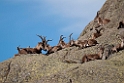 Spansk Ibex.20120421_9456