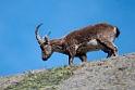 Spansk Ibex.20120421_9462