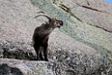 Spansk Ibex.20120421_9465