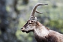 Spansk Ibex.20120421_9631