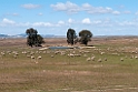steppe med får.20120415_8974
