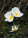 Blomst_DSC6548