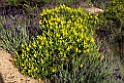 Blomster_DSC6383