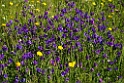 Blomster_DSC6495
