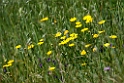 Blomster_DSC6498