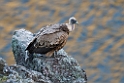 Gåsegrib_DSC6323