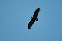 Munkegrib_DSC6643