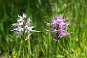 Orchis italica_DSC6482