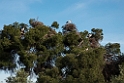 Pinjeskoven_DSC6378