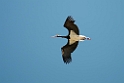 Sort stork_DSC6606