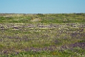 Steppen_DSC6493