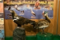 Bird Fair.201202mar_4743