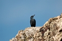 Blådrossel.20120301_8864